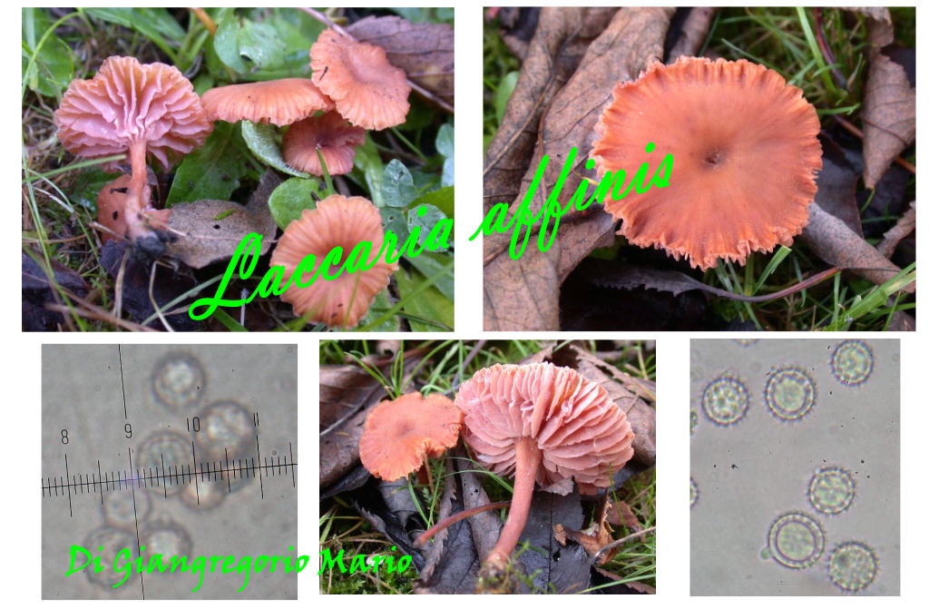 Laccaria laccata?
